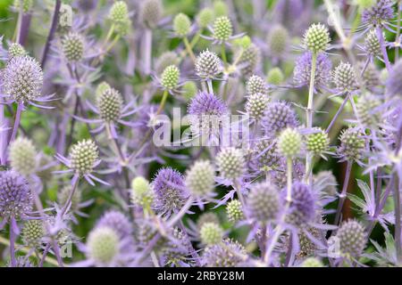 Eryngium Planum „Blauer Glitzer“ in Blume. Stockfoto