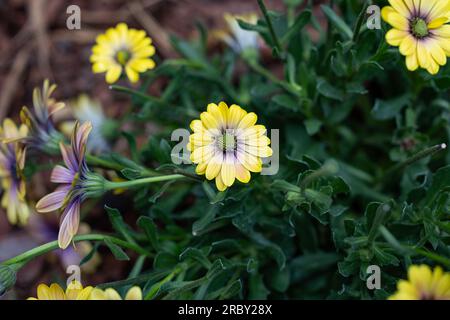 Balkon Blumen Garten Zeit Sommer Sonne Sonnenschein Gelbe blühten Balkonien Garten Liebe Natur Liebe Blumen Stockfoto