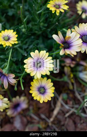 Balkon Blumen Garten Zeit Sommer Sonne Sonnenschein Gelbe blühten Balkonien Garten Liebe Natur Liebe Blumen Stockfoto