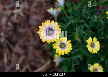 Balkon Blumen Garten Zeit Sommer Sonne Sonnenschein Gelbe blühten Balkonien Garten Liebe Natur Liebe Blumen Stockfoto