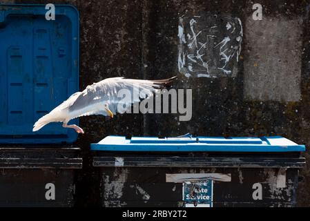 Möwe landet auf Müllcontainer Stockfoto