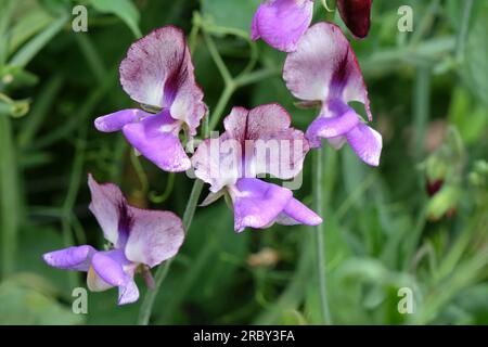 Lathyrus odoratus 'Three Times as Sweet' in Blume. Stockfoto