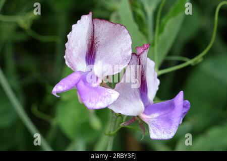 Lathyrus odoratus 'Three Times as Sweet' in Blume. Stockfoto