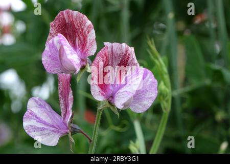 Lathyrus odoratus "Senator" in Blume. Stockfoto