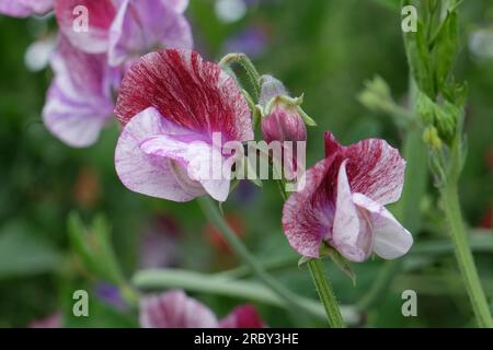 Lathyrus odoratus "Senator" in Blume. Stockfoto