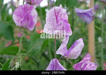 Lathyrus odoratus 'Prinzessin von Wales' in Blüte. Stockfoto