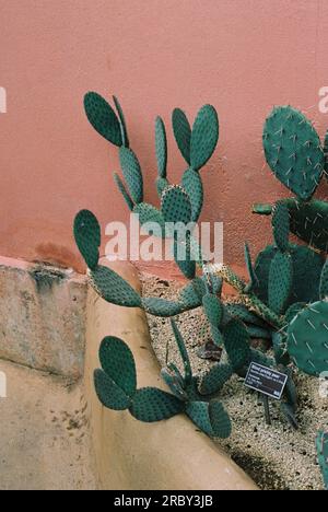 neumexikanische Kaktuspflanze (opuntia phaeacantha) auf rosa Mauern in einem botanischen Garten Stockfoto