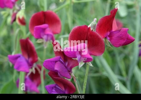 Lathyrus odoratus 'Jack Ellis' in Blume. Stockfoto