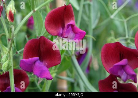 Lathyrus odoratus 'Jack Ellis' in Blume. Stockfoto