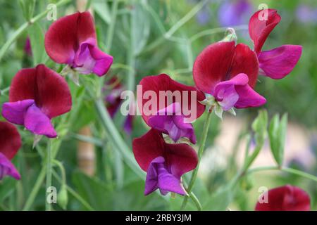 Lathyrus odoratus 'Jack Ellis' in Blume. Stockfoto