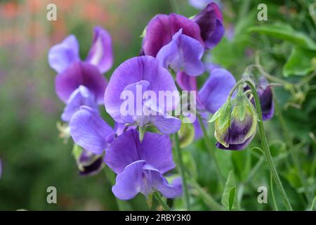 Lathyrus odoratus „Indigo King“ in Blume. Stockfoto