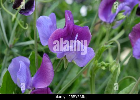 Lathyrus odoratus „Indigo King“ in Blume. Stockfoto