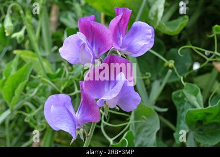 Lathyrus odoratus „Indigo King“ in Blume. Stockfoto