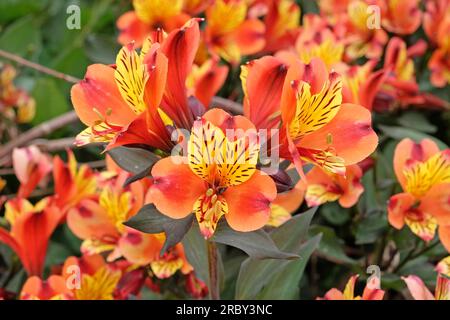 Helle Alstroemeria 'Indianersommer' in Blüte Stockfoto