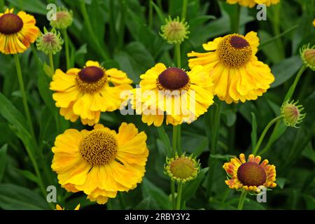 Helenium "El Dorado" in Blüte. Stockfoto