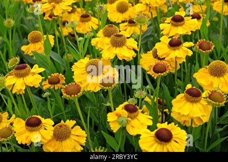 Helenium "El Dorado" in Blüte. Stockfoto