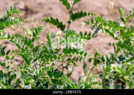 Kichererbsen im Garten mit Blättern. Kichererbsen wachsen. Stockfoto