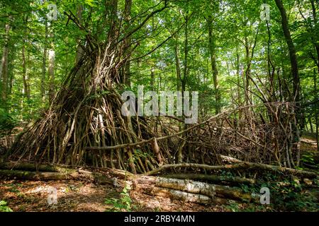 Asthütte im Wald im Ardey-Gebirge bei Herdecke, Nordrhein-Westfalen, Deutschland. Asthuette im Wald im Ardeygebirge bei Herdecke, Nordrhei Stockfoto