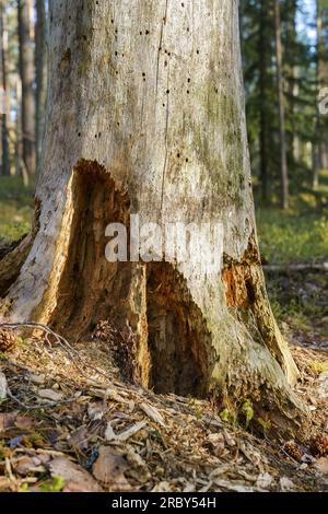 Fuß eines alten verfallenen Baumes, Nahaufnahme Stockfoto