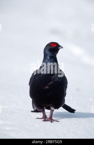 Schwarzhühner (Tetrao tetrix), männlich am Lean im späten Schneefall, Spey Valley, Speyside, Cairngorms National Park, Schottland, April 2002 Stockfoto