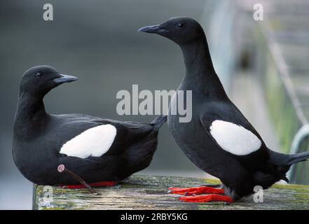 Schwarzer Guillemot (Cepphus grylle) im Frühjahr an der Brutstätte auf einem verlassenen Holzsteg, Isle of Mull, Innere Hebriden, Schottland, April 1988 Stockfoto