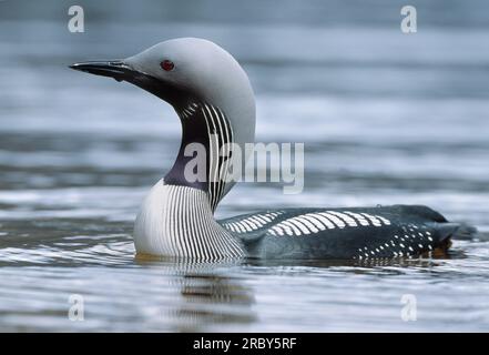 Black-throated Diver (Gavia Arctica) auf Loch Maree im Beinn Eighe National Nature Reserve, Wester Ross, Schottland, Juni 2001 Stockfoto