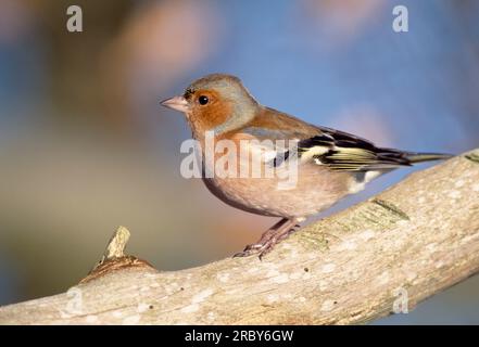 Schaffinch (Fringilla coelebs) männlich, hoch oben auf einem toten Ast in Laubwäldern, Berwickshire, Schottland, Januar 2002 Stockfoto