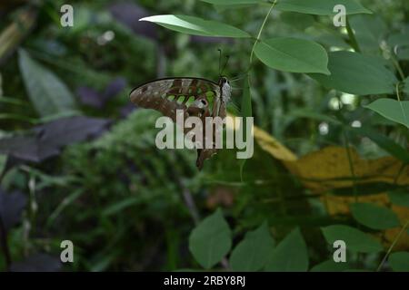 Ventrale Nahaufnahme eines geschwungenen grünen Jay-Schmetterlings (Graphium Agamemnon), der auf einer Spitze eines Gliricidia-Faltblatts ruht Stockfoto