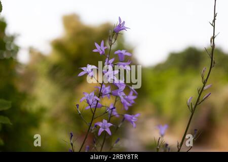 Glockenblumen oder campanula aus nächster Nähe in der slowenischen Landschaft Stockfoto