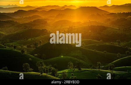 Luftaufnahme des wunderschönen Sonnenuntergangs am Long Coc Tea Hill, Provinz Phu Tho, Vietnam Stockfoto