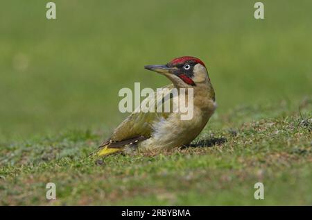 Green Woodpecker (Picus viridis), männlich am Boden, Eccles-on-Sea, Norfolk, Großbritannien. Mai Stockfoto