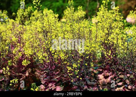 Zierkohl oder Farbkohl oder Zierkohl oder Blumenkohl blühen im Garten Stockfoto