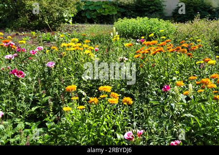 Marigolds (Tagetes) und Clarkia Amoena syn. Godetia Amoena (Satinblume, Lebewohl zum Frühling), in einem Naturgarten in Warffum, Groningen, Niederlande Stockfoto
