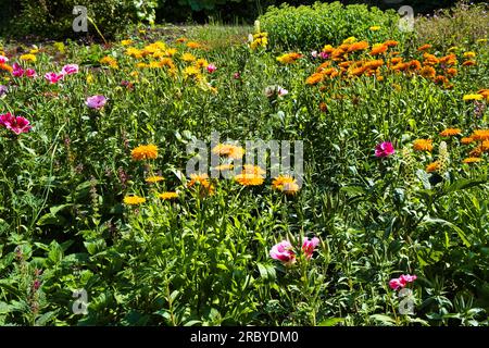 Marigolds (Tagetes) und Clarkia Amoena syn. Godetia Amoena (Satinblume, Lebewohl zum Frühling), in einem Naturgarten in Warffum, Groningen, Niederlande Stockfoto