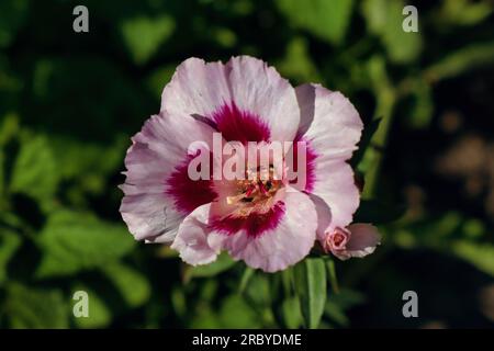 Nahaufnahme einer Blume von Clarkia Amoena syn. Godetia Amoena (Satinblume, auch Abschied vom Frühling) Stockfoto
