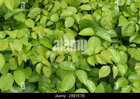 Frisches Grün mit nahtlosem Muster. Indische Buchenblätter wachsen im Garten. Üppig grüner oder immergrüner Blatthintergrund. Stockfoto