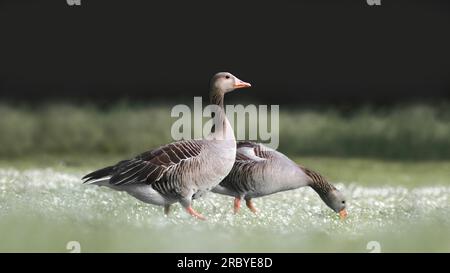 Nahaufnahme von zwei Grauhaar- oder Grauhaar-Gänsen (Anser anser) auf einer Wiese voller Gänseblümchen, niedriger Winkel, reduzierte Farben, traumhafter Vintage-Stil, Kopierraum Stockfoto