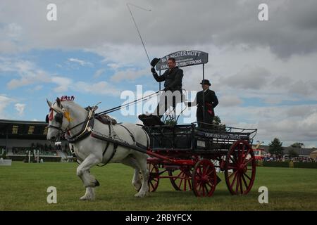 Harrogate, Großbritannien. 11. Juli 2023. Great Yorkshire Showground, Railway Road, Harrogate, North Yorkshire Heavy Horse während der 164. Great Yorkshire Show 2023 Credit: Touchlinepics/Alamy Live News Stockfoto