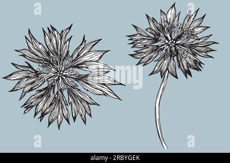 Ein Satz von Vektoren, handgezeichnet Cornflower Illustration, Rappweed isoliert auf Weiß, lineart Blume, Kritzelskizze, Centaurea botanisches Kraut für Design Stock Vektor