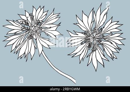 Ein Satz von Vektoren, handgezeichnet Cornflower Illustration, Rappweed isoliert auf Weiß, lineart Blume, Kritzelskizze, Centaurea botanisches Kraut für Design Stock Vektor