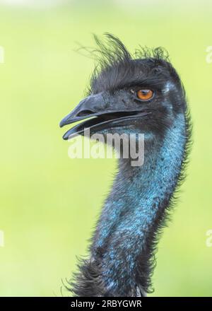 EMU-Strauß-Dromaius novaehollandiae-Nahaufnahme des Kopfes mit blauem Hals und orangefarbenen Augen Stockfoto