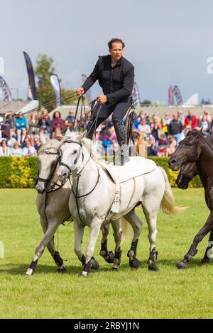 Harrogate, Vereinigtes Königreich – 11. Juli 2023. Die Great Yorkshire Show 164. öffnete ihre Türen für ausverkaufte Leute. 140,00 Personen werden erwartet, an der viertägigen Veranstaltung auf dem 250 Hektar großen Ausstellungsgelände in North Yorkshire teilzunehmen. Lorenzo „The Flying Frenchman“ trat im Hauptring vor einer riesigen Menge auf © Tom Holmes/Alamy Live News Stockfoto