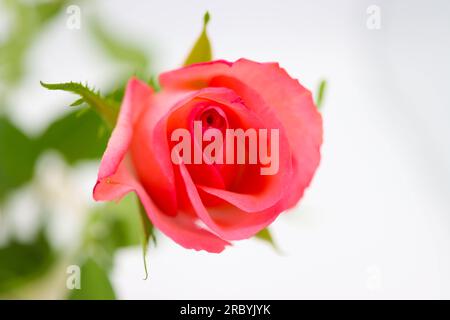 Schöne rosa Rose auf weißem Hintergrund Stockfoto