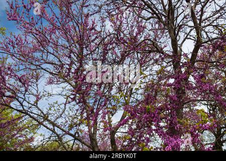 Cercis siliquastrum, allgemein bekannt als Judas-Baum oder Judas-Baum im Garten Stockfoto