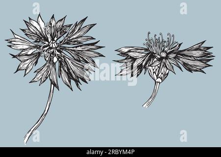 Ein Satz von Vektoren, handgezeichnet Cornflower Illustration, Rappweed isoliert auf Weiß, lineart Blume, Kritzelskizze, Centaurea botanisches Kraut für Design Stock Vektor