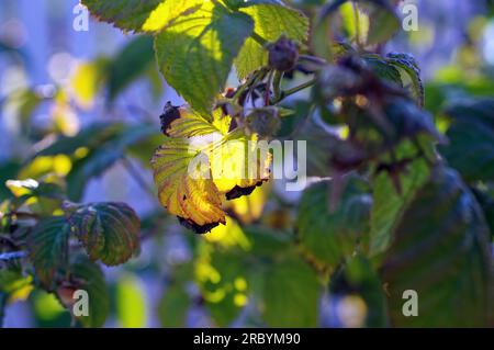 Himbeere geht abends im Garten, im Sommer Stockfoto