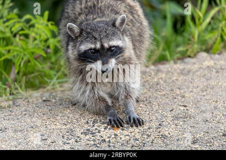 Ein Waschbär (Procyon Lotor) in einem Garten im Garten erntet übrig gebliebene Vogelsaaten. Diese sehr anpassungsfähigen Tiere werden von einfachen Nahrungsquellen profitieren Stockfoto