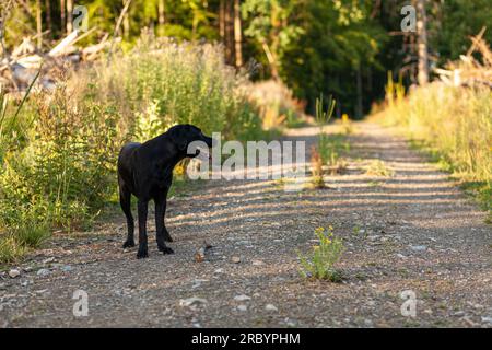 Schwarzer Hund steht auf einer Feldstraße im Wald, Sommerabend Stockfoto