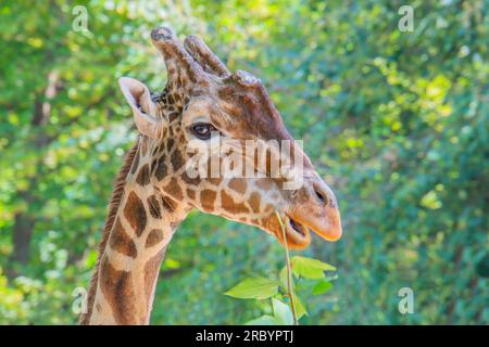 Ein Giraffenprofil, das nach Blättern greift, mit einem ausgestreckten Hals und einer ausgestreckten Zunge, die bis zu einem hohen Ast des Baumes reichen. Nahaufnahme einer Giraffe beim Essen Stockfoto