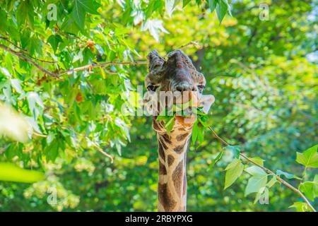 Ein Giraffenprofil, das nach Blättern greift, mit einem ausgestreckten Hals und einer ausgestreckten Zunge, die bis zu einem hohen Ast des Baumes reichen. Nahaufnahme einer Giraffe beim Essen Stockfoto